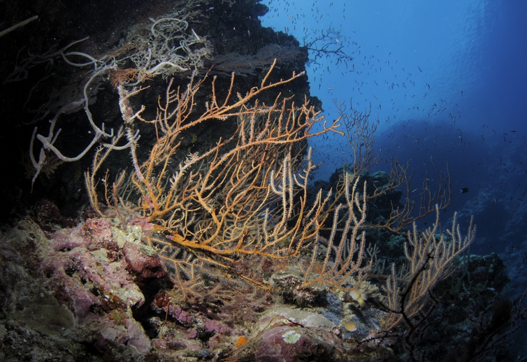 שוניות אלמוגים באיי שלמה