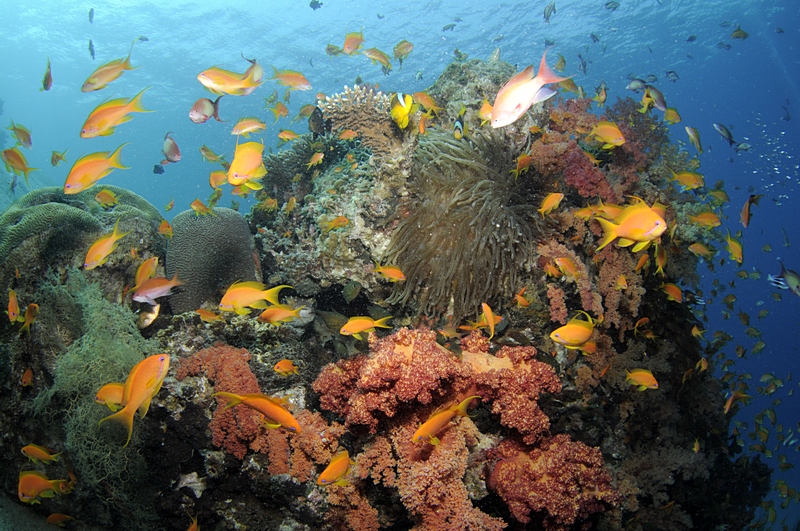 שונית האלמוגים במפרץ אילת