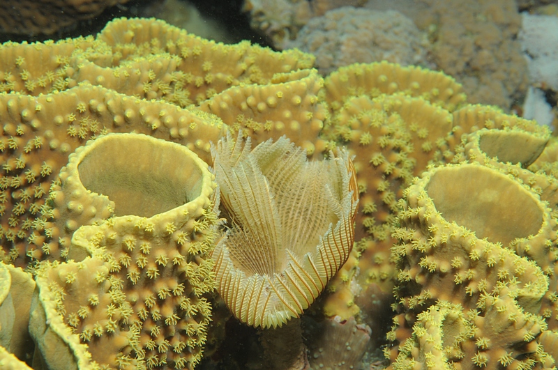 תולעת נרתיקנית על אלמוג טורבינריה בשונית האלמוגים במפרץ אילת